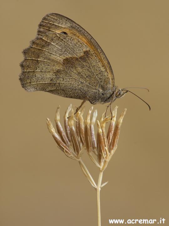 Maniola jurtina